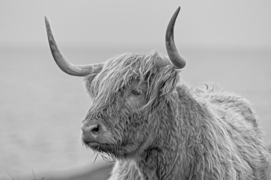 Highland cattle, Isle of Islay, Scotland Highland cattle, Isle of Islay, Scotland