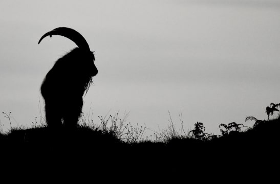 Wild goat, Isle of Islay, Scotland Wild goat, Isle of Islay, Scotland