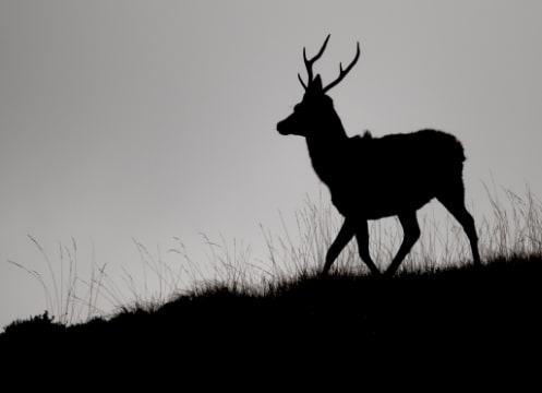 Stag, Isle of Islay, Scotland Stag, Isle of Islay, Scotland