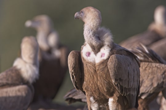 Griffon Vultures, Spanish Pyrenees Griffon Vultures, Spanish Pyrenees
