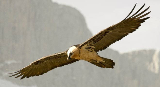 Bearded Vulture, Spanish Pyrenees Bearded Vulture, Spanish Pyrenees