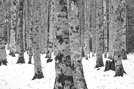 Silver Birch, Spanish Pyrenees Silver Birch, Spanish Pyrenees